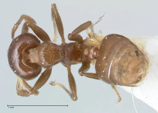 Crematogaster impressa specimen FOCOL1487 image focol1487_1