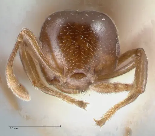 Crematogaster impressa specimen FOCOL1487 image focol1487_2