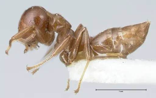 Crematogaster impressa specimen FOCOL1487 image focol1487_3