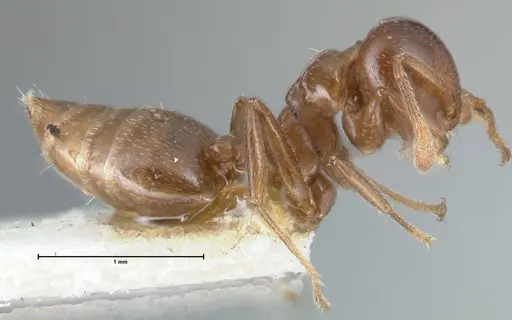 Crematogaster impressa specimen FOCOL1487 image focol1487_4