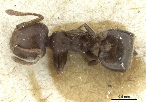 Crematogaster impressa specimen RMCAENT000017759 image rmcaent000017759_1