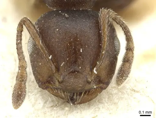 Crematogaster impressa specimen RMCAENT000017759 image rmcaent000017759_2
