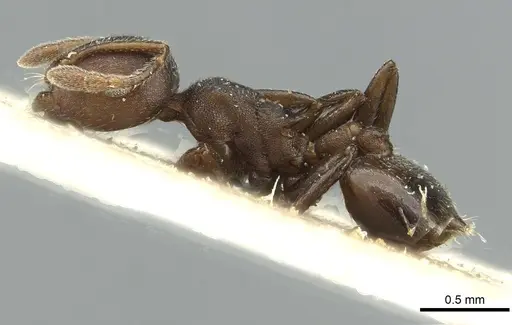 Crematogaster impressa specimen RMCAENT000017759 image rmcaent000017759_3
