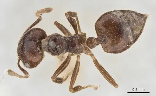 Crematogaster impressiceps specimen CASENT0902094 image casent0902094_1