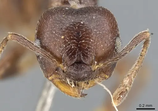 Crematogaster impressiceps specimen CASENT0902094 image casent0902094_2