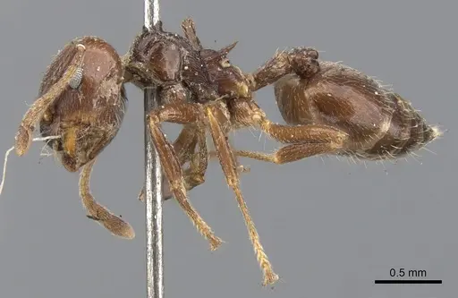Crematogaster impressiceps specimen CASENT0902094 image casent0902094_3