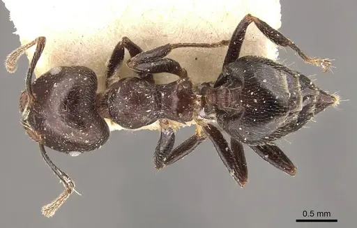 Crematogaster impressiceps specimen CASENT0908535 image casent0908535_1