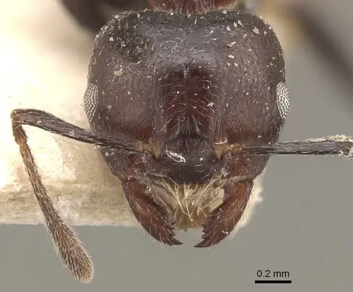 Crematogaster impressiceps specimen CASENT0908535 image casent0908535_2