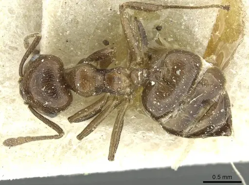 Crematogaster impressiceps specimen CASENT0912685 image casent0912685_1