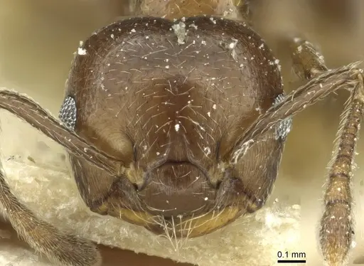 Crematogaster impressiceps specimen CASENT0912685 image casent0912685_2