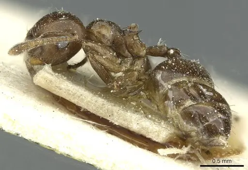Crematogaster impressiceps specimen CASENT0912685 image casent0912685_3