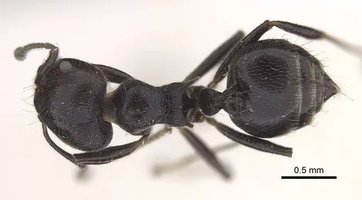 Crematogaster impressiceps specimen CASENT0919668 image casent0919668_1
