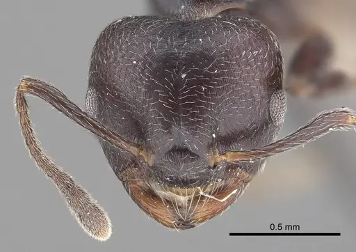 Crematogaster impressiceps specimen CASENT0919668 image casent0919668_2