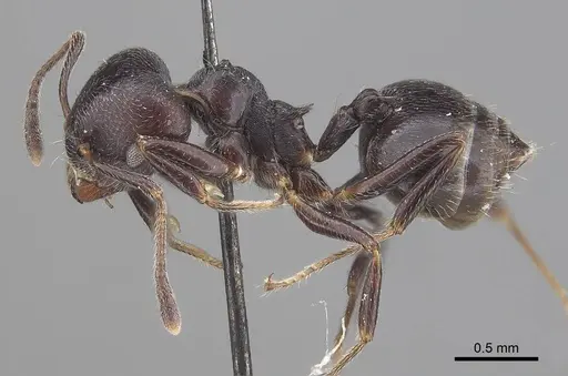 Crematogaster impressiceps specimen CASENT0919668 image casent0919668_3