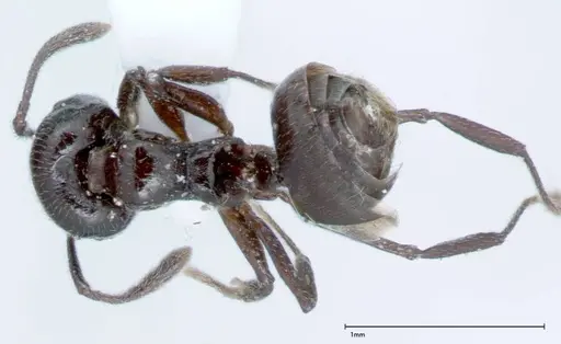 Crematogaster impressiceps specimen FOCOL0046-1 image focol0046-1_1