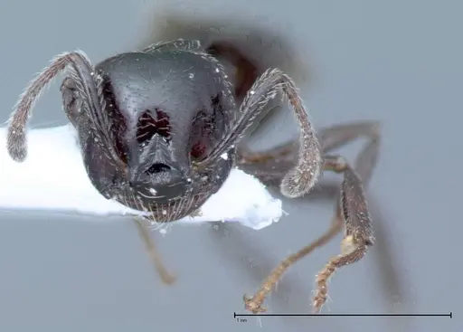 Crematogaster impressiceps specimen FOCOL0046-1 image focol0046-1_2