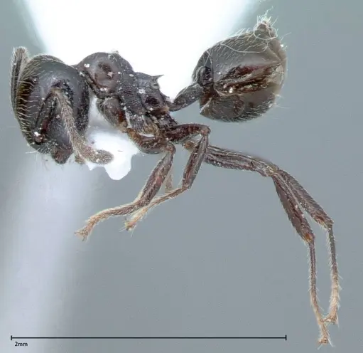 Crematogaster impressiceps specimen FOCOL0046-1 image focol0046-1_3
