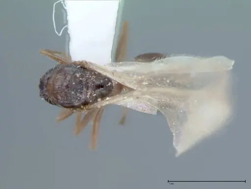 Crematogaster impressiceps specimen FOCOL0046-2 image focol0046-2_1