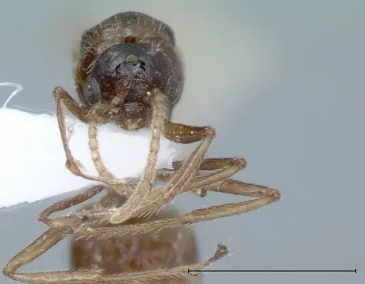 Crematogaster impressiceps specimen FOCOL0046-2 image focol0046-2_2