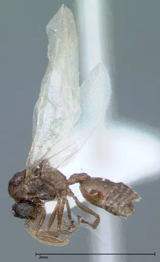 Crematogaster impressiceps specimen FOCOL0046-2 image focol0046-2_3