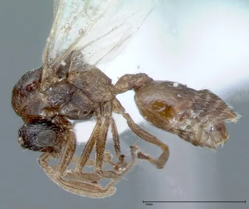 Crematogaster impressiceps specimen FOCOL0046-2 image focol0046-2_4