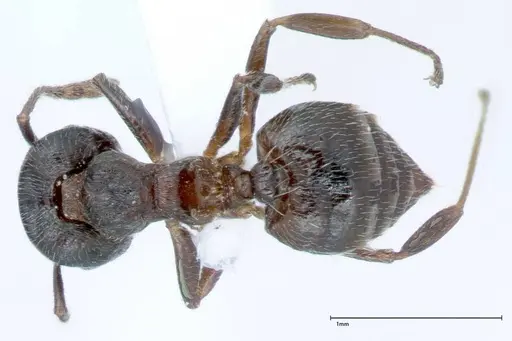 Crematogaster impressiceps specimen FOCOL0047-1 image focol0047-1_1