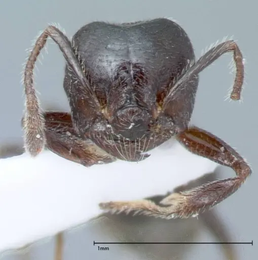 Crematogaster impressiceps specimen FOCOL0047-1 image focol0047-1_2
