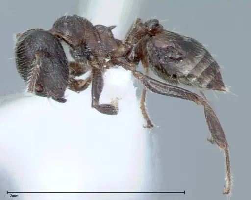 Crematogaster impressiceps specimen FOCOL0047-1 image focol0047-1_3