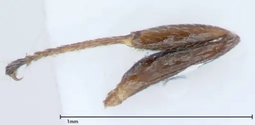 Crematogaster impressiceps specimen FOCOL0047-1 image focol0047-1_4