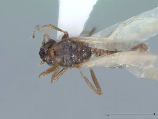 Crematogaster impressiceps specimen FOCOL0047-2 image focol0047-2_1