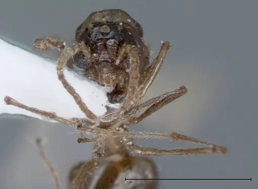 Crematogaster impressiceps specimen FOCOL0047-2 image focol0047-2_2