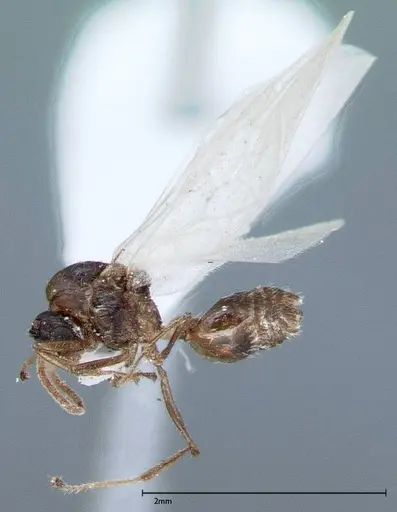 Crematogaster impressiceps specimen FOCOL0047-2 image focol0047-2_3