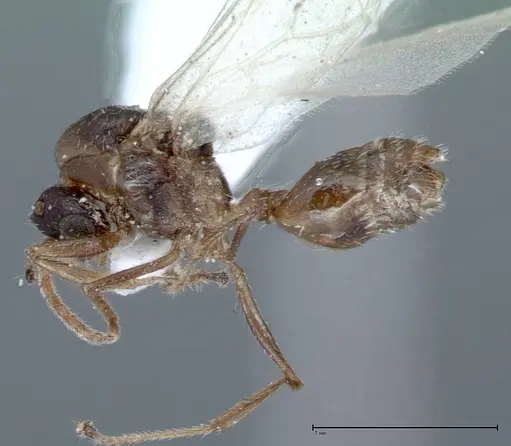 Crematogaster impressiceps specimen FOCOL0047-2 image focol0047-2_4