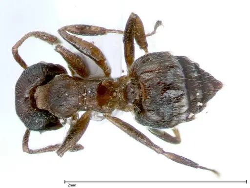 Crematogaster impressiceps specimen FOCOL0048-1 image focol0048-1_1