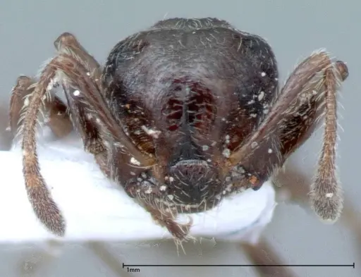 Crematogaster impressiceps specimen FOCOL0048-1 image focol0048-1_2