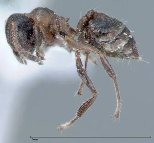 Crematogaster impressiceps specimen FOCOL0048-1 image focol0048-1_3