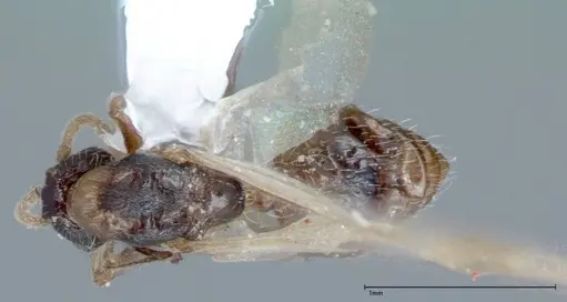 Crematogaster impressiceps specimen FOCOL0048-2 image focol0048-2_1
