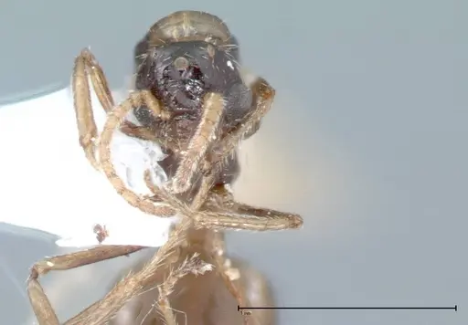 Crematogaster impressiceps specimen FOCOL0048-2 image focol0048-2_2