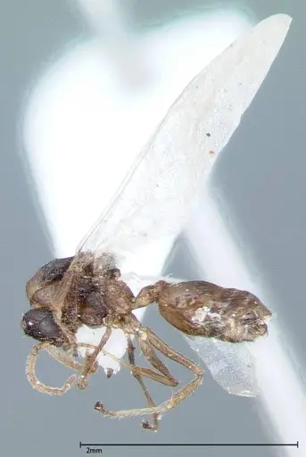 Crematogaster impressiceps specimen FOCOL0048-2 image focol0048-2_3