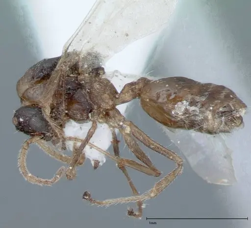 Crematogaster impressiceps specimen FOCOL0048-2 image focol0048-2_4