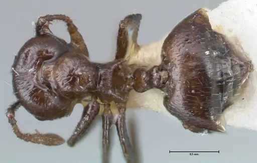 Crematogaster impressiceps specimen FOCOL1494 image focol1494_1