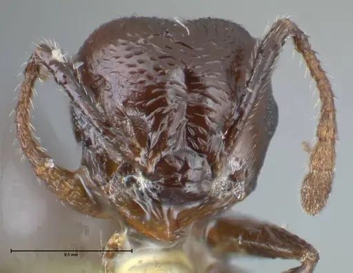 Crematogaster impressiceps specimen FOCOL1494 image focol1494_2
