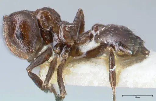 Crematogaster impressiceps specimen FOCOL1494 image focol1494_3