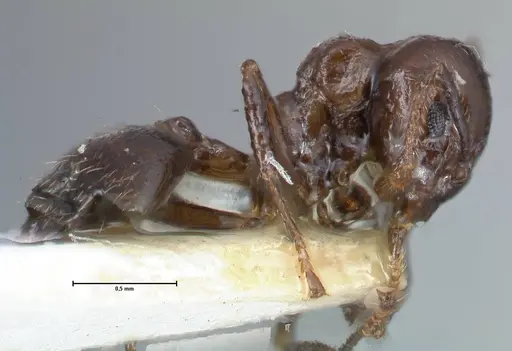 Crematogaster impressiceps specimen FOCOL1494 image focol1494_4