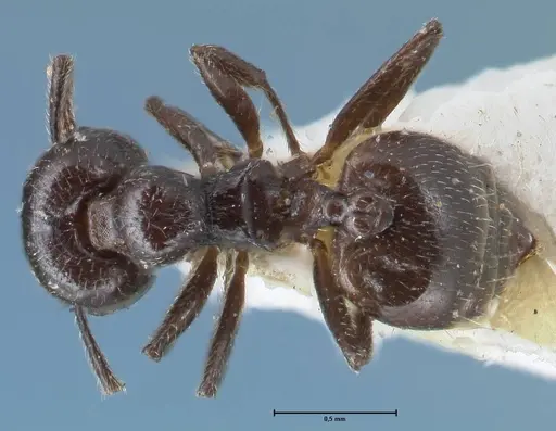 Crematogaster impressiceps specimen FOCOL1495 image focol1495_1