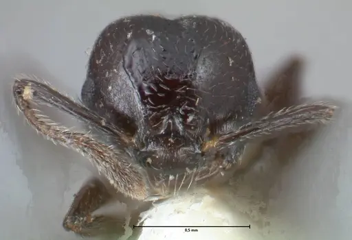 Crematogaster impressiceps specimen FOCOL1495 image focol1495_2