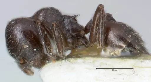 Crematogaster impressiceps specimen FOCOL1495 image focol1495_3