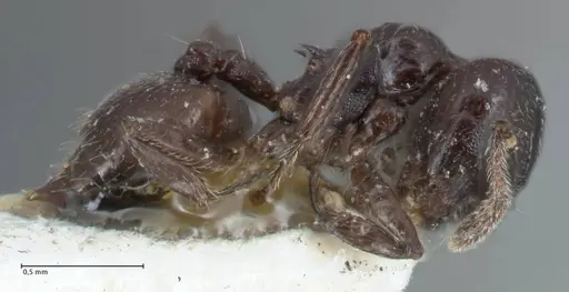 Crematogaster impressiceps specimen FOCOL1495 image focol1495_4