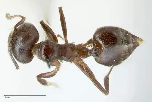 Crematogaster impressiceps specimen FOCOL1784 image focol1784_1