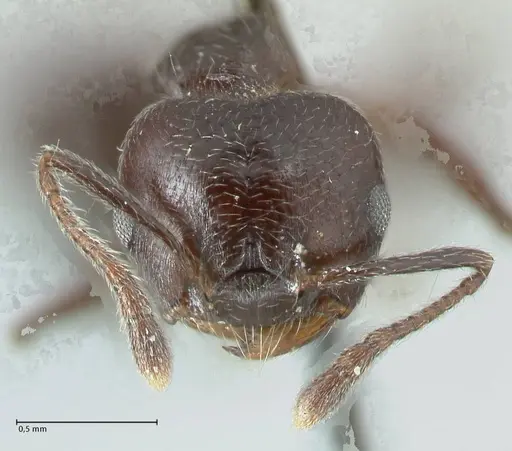 Crematogaster impressiceps specimen FOCOL1784 image focol1784_2
